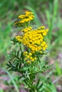 Wild medicinal plant tansy lat. Tanacetum vulgare