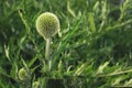 Wild medicinal plant thistle. Royalty Free Stock Photo