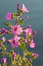 Wild Mediteranean flowers