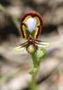 Wild mediterranean forest orchid species