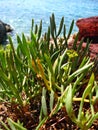 Wild Mediterranean plants near sea