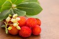 Wild medronho - arbutus- typical fruit from Portugal