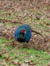 Wild melanistic mutant pheasant, Phasianus colchicus. Peebles, Scotland Royalty Free Stock Photo