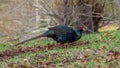 Wild melanistic mutant pheasant, Phasianus colchicus. Peebles, Scotland Royalty Free Stock Photo