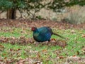 Wild melanistic mutant pheasant, Phasianus colchicus. Peebles, Scotland Royalty Free Stock Photo