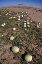 Wild Melon (Cucumis melo) - Namibia Royalty Free Stock Photo