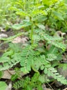 The wild meniran plant is a herbal plant that can prevent kidney stones, reduce uric acid levels, contains anti-oxidants