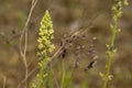 Wild mignonette flower - Reseda lutea