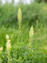 A wild mignonette flowering in a meadow
