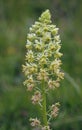 Wild Mignonette Royalty Free Stock Photo