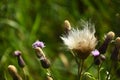 Wild Milk Thistle Plants in Seed