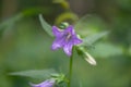 Wild Milky bellflower Campanula lactiflora, close-up flower