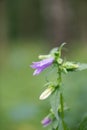 Wild Milky bellflower Campanula lactiflora, flower head