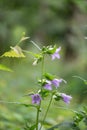 Wild Milky bellflower Campanula lactiflora, natural habitat