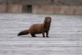 Wild Mink on Boardwalk Royalty Free Stock Photo