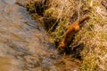 A Beautiful Wild Mink Entering Otter Creek, at Echo Valley Park in Iowa Royalty Free Stock Photo