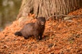 A wild Mink exploring the shoreline Royalty Free Stock Photo
