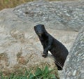 Wild mink looking at camera Royalty Free Stock Photo