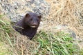 Wild mink Mustela lutreola lookking from burrow.  Predatory furry mammal hunting in nature. Royalty Free Stock Photo
