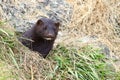 Wild mink Mustela lutreola lookking from burrow. Predatory furry mammal hunting in nature.