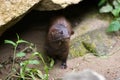 Wild mink (mustela vison). Royalty Free Stock Photo