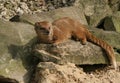 Wild Mink Royalty Free Stock Photo