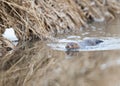 Wild Mink Royalty Free Stock Photo