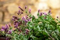 Wild mint flower