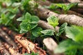 Wild mint growing through hazel sticks Royalty Free Stock Photo