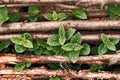 Wild mint growing through hazel sticks Royalty Free Stock Photo