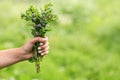 Wild mint in hand of young girl