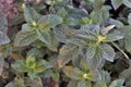 Wild mint Royalty Free Stock Photo