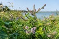 Wild mint, peppermint thickets, mint bushes on the shore of the reservoir