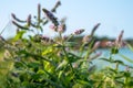 Wild mint, peppermint thickets, mint bushes on the shore of the reservoir Royalty Free Stock Photo