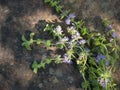 Wild mint on vintage stone background Mentha pulegium, commonly pennyroyal, also called mosquito plant and pudding grass