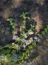wild mint on vintage stone background (Mentha pulegium, commonly Royalty Free Stock Photo