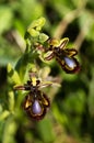 Wild Mirror Bee Orchid flowers - Ophrys speculum Royalty Free Stock Photo