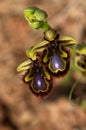 Wild Mirror Bee Orchid flowers over brown - Ophrys speculum Royalty Free Stock Photo