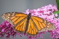 Wild Monarch Butterfly Feeding on Pink Profusion Buddleia Flowers, Romsey, Victoria, Australia, January 2021 Royalty Free Stock Photo