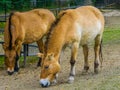 Wild mongolian horse couple grazing together in the pasture, Endangered animal specie from the steppes of Asia