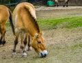 Wild mongolian horse grazing in the pasture, Endangered animal specie from the steppes of Asia