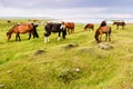 Wild Mongolian horses grazing