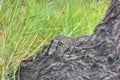 Wild Monitor Lizard in Africa Royalty Free Stock Photo