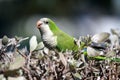 Wild Monk Parakeet Royalty Free Stock Photo