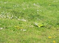 Wild Monk Parakeet on green grass