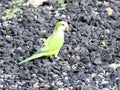 Wild monk parakeet Royalty Free Stock Photo