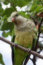 Wild monk parakeet Myiopsitta monachus