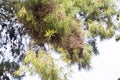 Wild Monk parakeet family building her nest