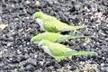 Wild monk parakeets