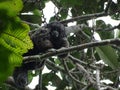 A wild monkey observing humans in the amazon rainforest